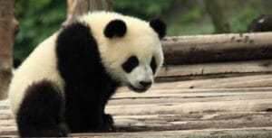 urso panda - em perigo