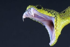 animais carnívoros - cobra