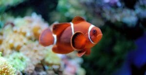 peixe nemo - animais aquáticos