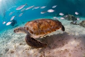 oceano ecossistema aquático