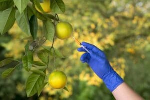 frutas: modificação genética