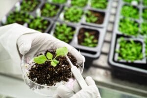 plantas transgênicas - laboratório