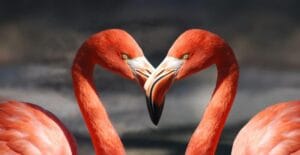 flamingo - animal de corte