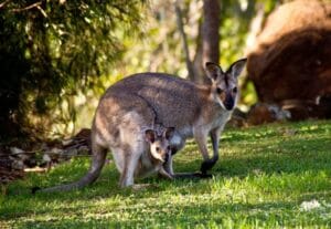 wallabies - cangurus