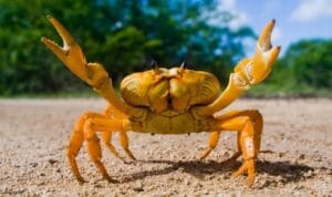 caranguejo animais artrópodes