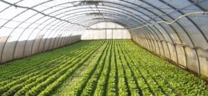 horticultura