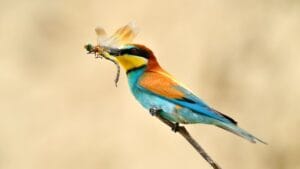 50 exemplos de animais insetívoros