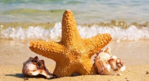 estrela do mar - equinodermo