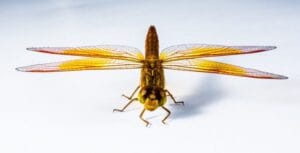 libélula
