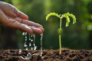 planta - reino das plantas