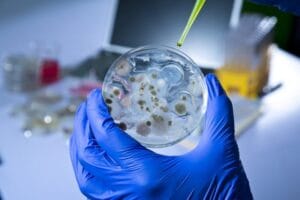 bactérias em laboratório