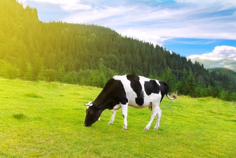 vaca - heterótrofos