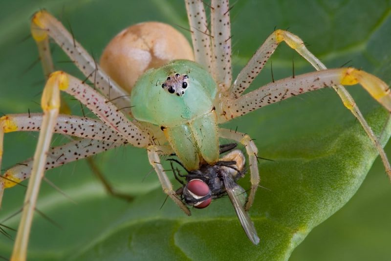 ca&ccedil;a de aranha - predador e presa
