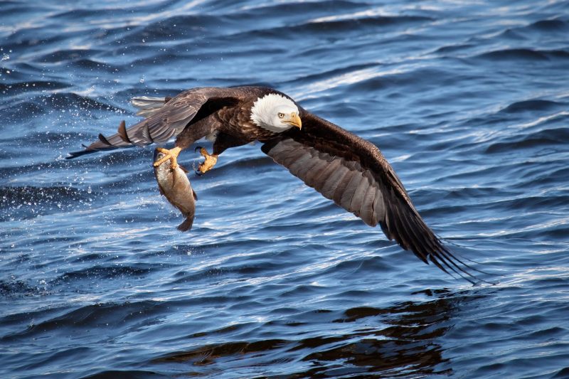 &aacute;guia ca&ccedil;ando um peixe