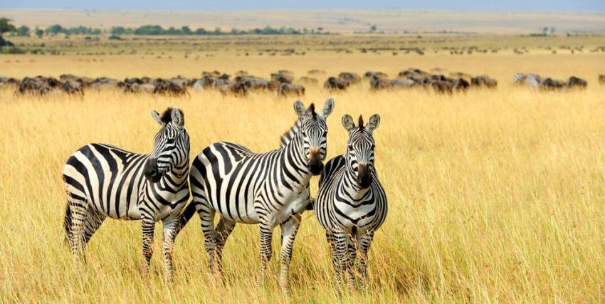 zebras herbívoras
