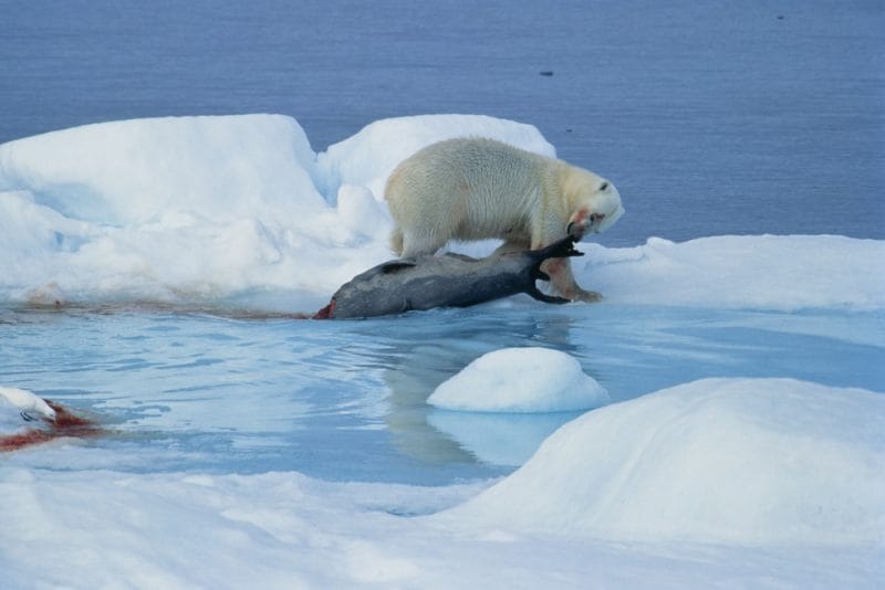 ca&ccedil;a ao urso polar - preda&ccedil;&atilde;o